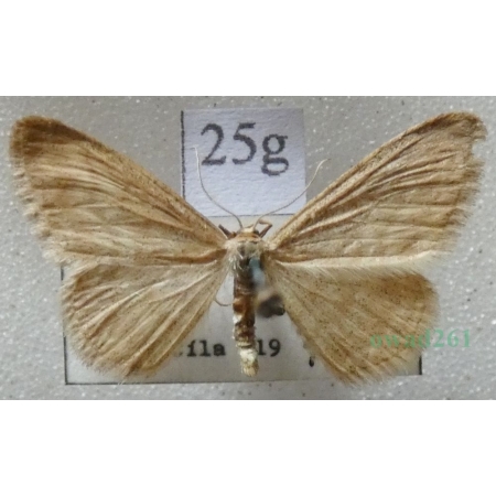 Idaea pallidata (Denis & Schiffermüller, 1775) male Krocznik blednik Czech25g